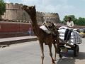 Rajasthan 2011-09-20 13-38-52 (P1030729) (Large)